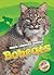 Bobcats (North American Animals)