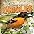 A Bird Watcher's Guide to Orioles by Grace Elora