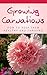 Growing Carnations: How to Keep Them Healthy and Thriving