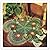#0557 FLOWER POWER VINTAGE ...