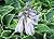 Japanese giboshi is a genus of plants .: Hosta