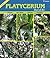 Platycerium (Fernmania Book 1)