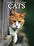 Cats (Snapshot Picture Library)