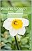 What Is Spring? (Easy Non-fiction Readers Book 1)