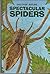 Spectacular Spiders