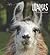 Llamas (Living Wild)
