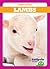 Lambs (Farm Babies)