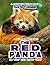 THE RED PANDA Do Your Kids Know This?: A Children's Picture Book (Amazing Creature Series 72)
