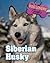 Siberian Husky (Dog Lover's Guides)