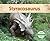 Styracosaurus (Dinosaurs)