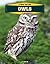 Owls (Xtreme Raptors)