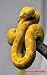 Pet stores with snakes by Gfopc Lee