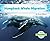 Humpback Whale Migration