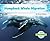 Humpback Whale Migration (Animal Migration)