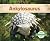 Ankylosaurus (Dinosaurs)