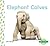 Elephant Calves (Baby Animals Set 1)