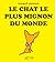 Le Chat le plus mignon du monde