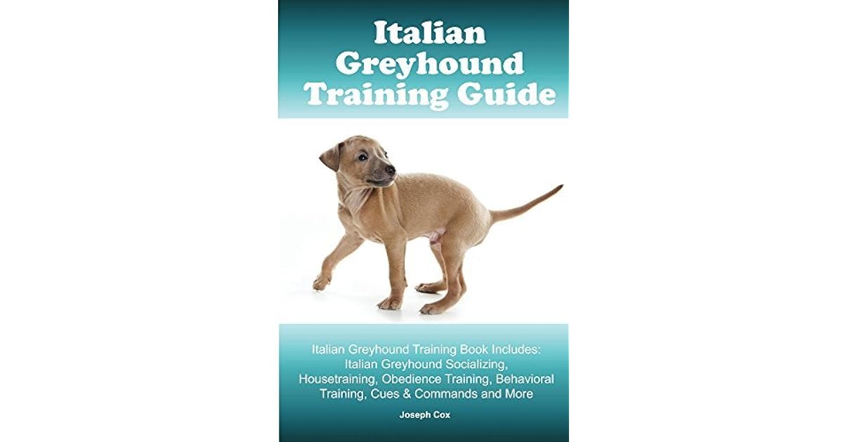 italian greyhound obedience training