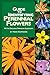 Guide to Identifying Perennial Flowers