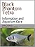 Black Phantom Tetra (Tetras...