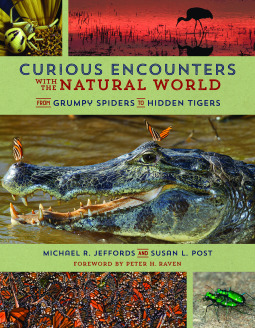 Curious Encounters with the Natural World: From Grumpy Spiders to Hidden Tigers (Paperback)