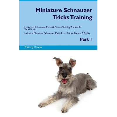 miniature schnauzer agility