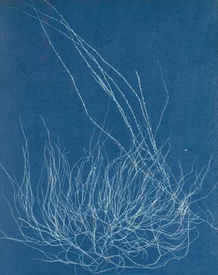 New Realities: Photography in the 19th Century (Hardcover)