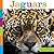 Jaguars (Seedlings)