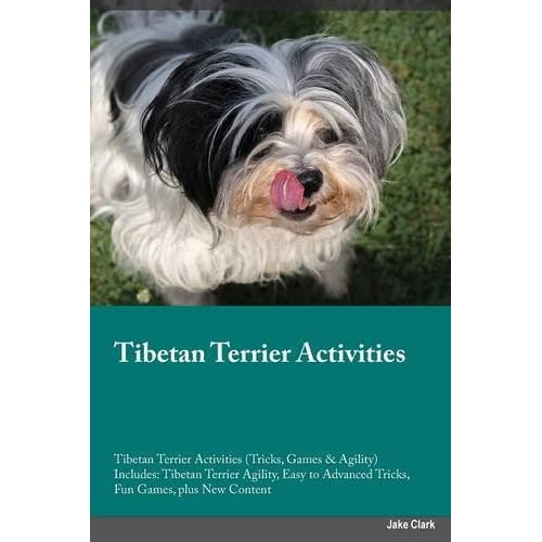 tibetan terrier agility