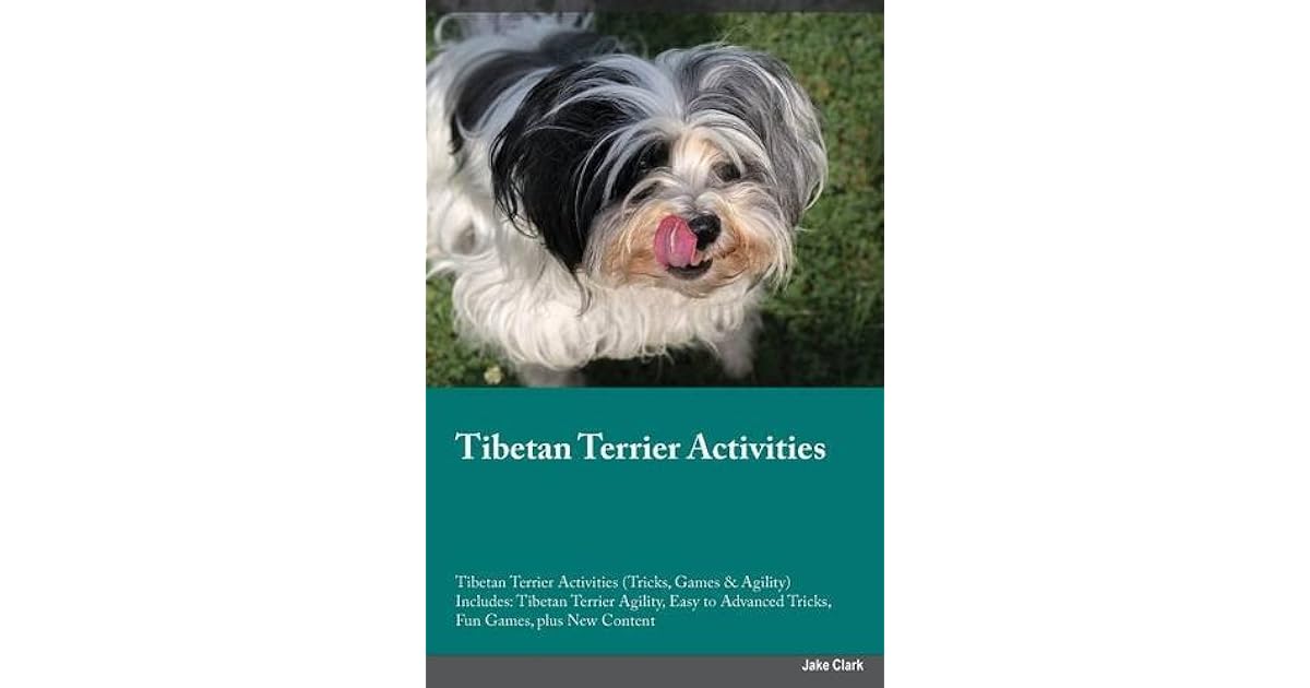 tibetan terrier agility