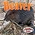 Beaver