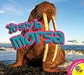 Yo Soy la Morsa / I am a Walrus