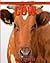 Cow! An Educational Childre...