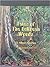 Tales of the Belizean woods by Louis Lindo