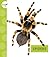 Spiders (Spot Creepy Crawlies)