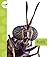 Flies (Spot Creepy Crawlies)