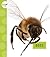 Bees (Spot Creepy Crawlies)