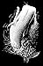 Moby-Dick.