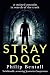 Stray Dog
