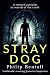 Stray Dog