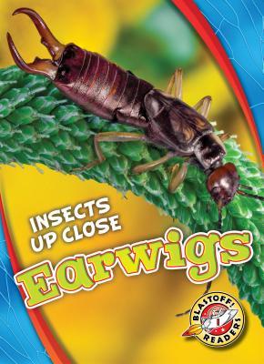 Earwigs (Insects Up Close)