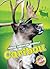 Caribou (North American Animals)