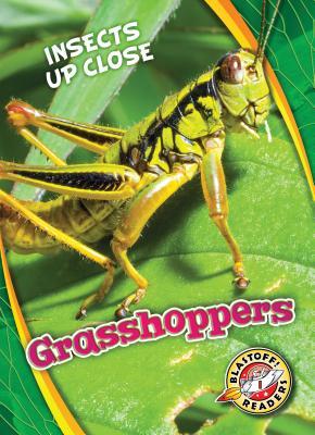 Grasshoppers (Insects Up Close)