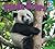 All About Pandas (Eyediscover)