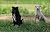 Photo book CAT, DOG, MONKEY...