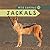 Jackals (Wild Canines)
