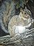 Squirrel Wars