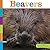 Beavers (Seedlings)