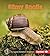 Slimy Snails (First Step Nonfiction: Backyard Critters)