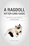A Ragdoll Kitten ...